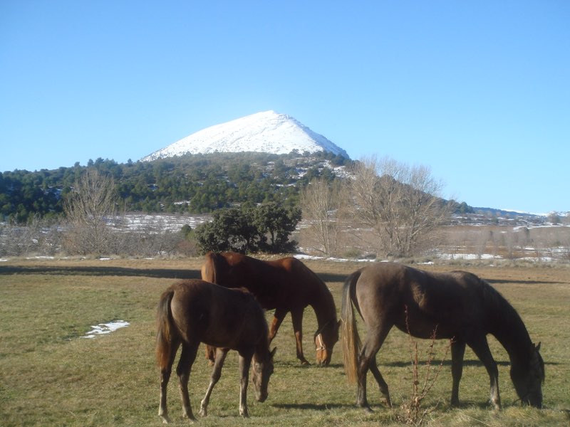 Caballos árabes en la finca