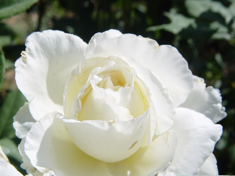 Rosa de la Alquería